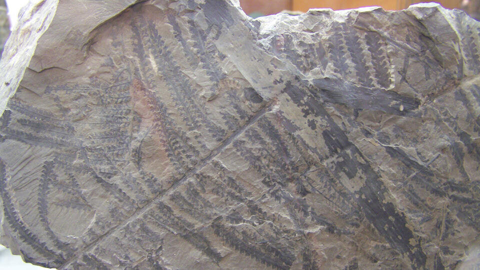 Фото: © Global look press/Woudloper