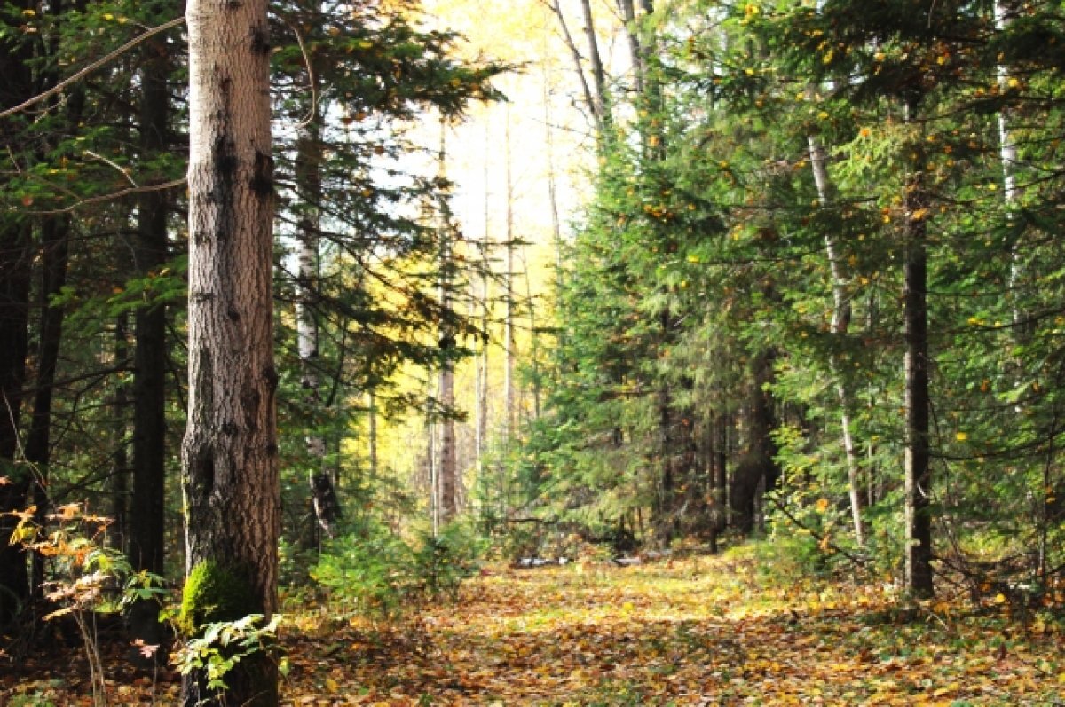    В конце недели в Калининграде потеплеет до +11 градусов