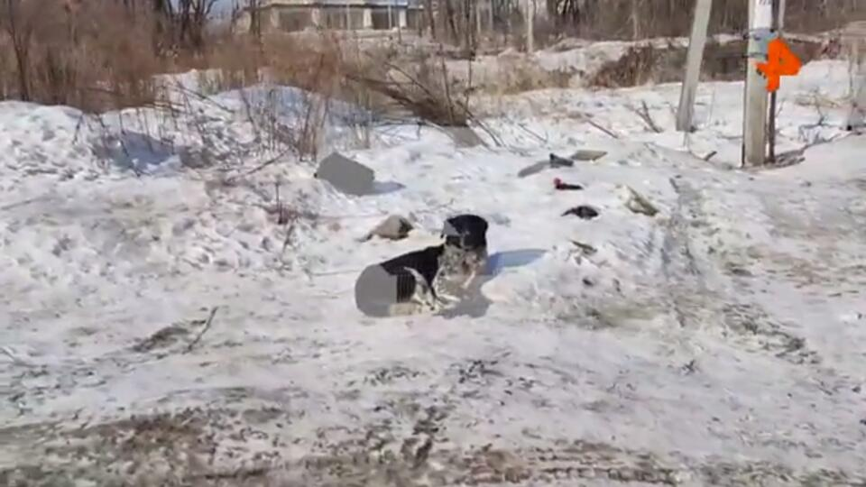Фото: скриншот видео