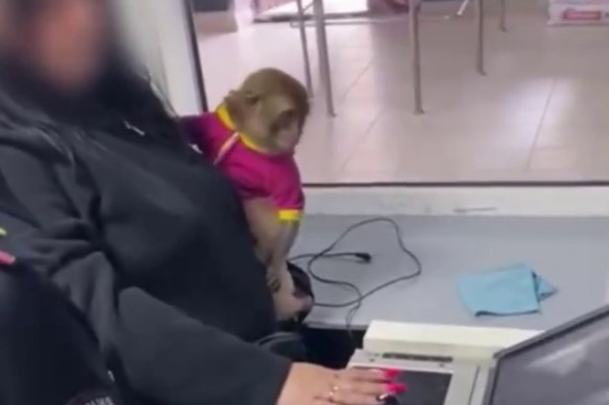    В Сочи привлекли к ответственности уличных фотографов с обезьяной