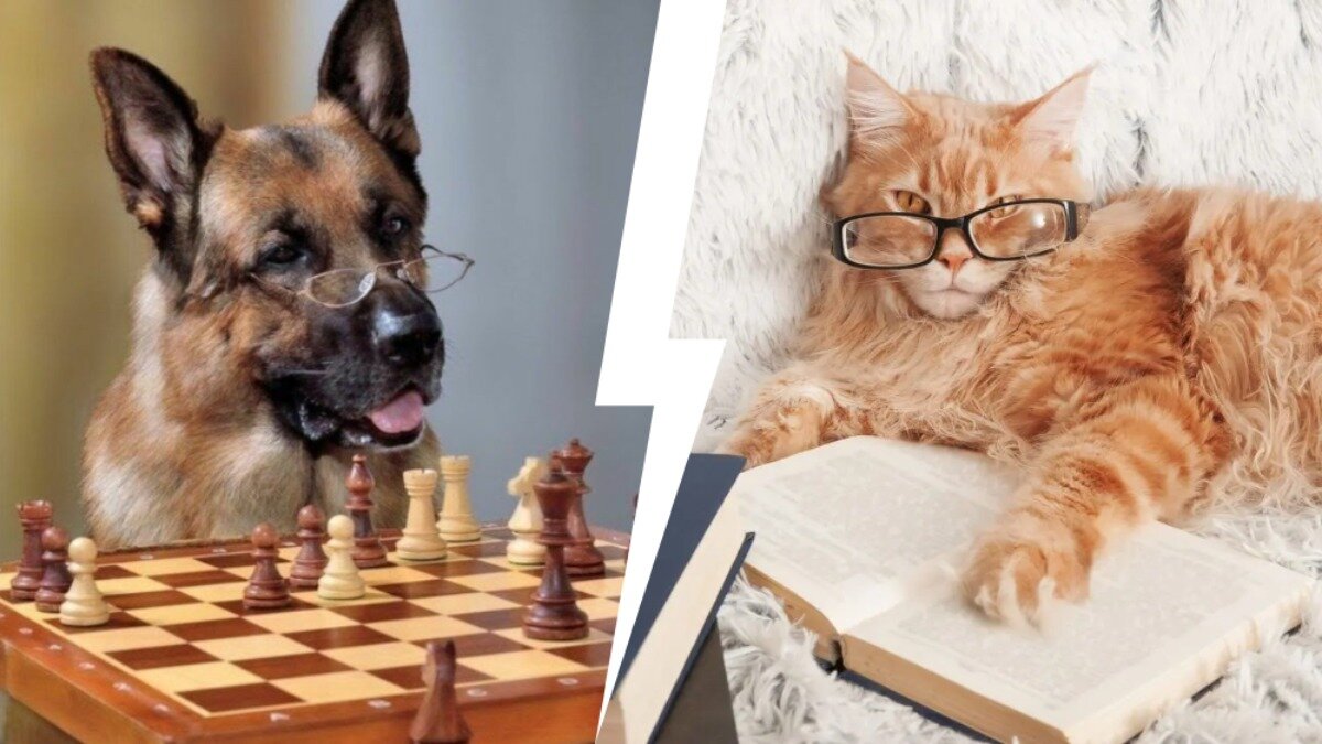 собаки с высоким интеллектом