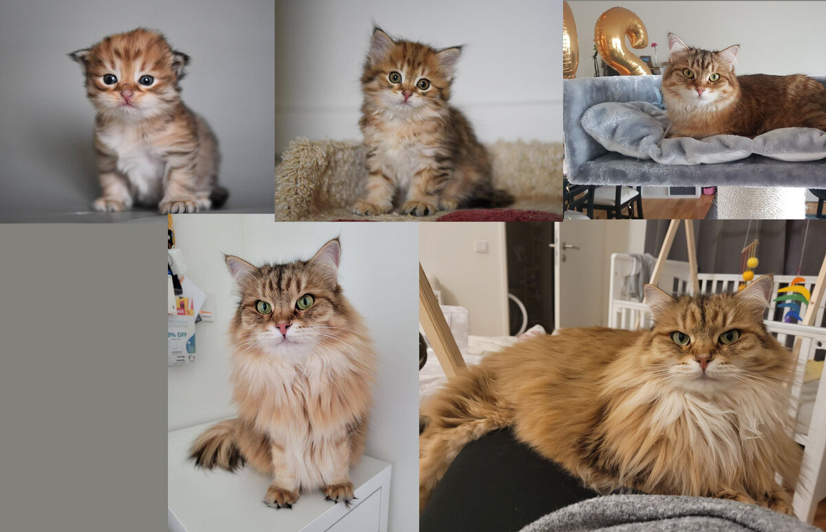 Qrasavitsa Vivalavita, окрас черный золотой пятнистый табби