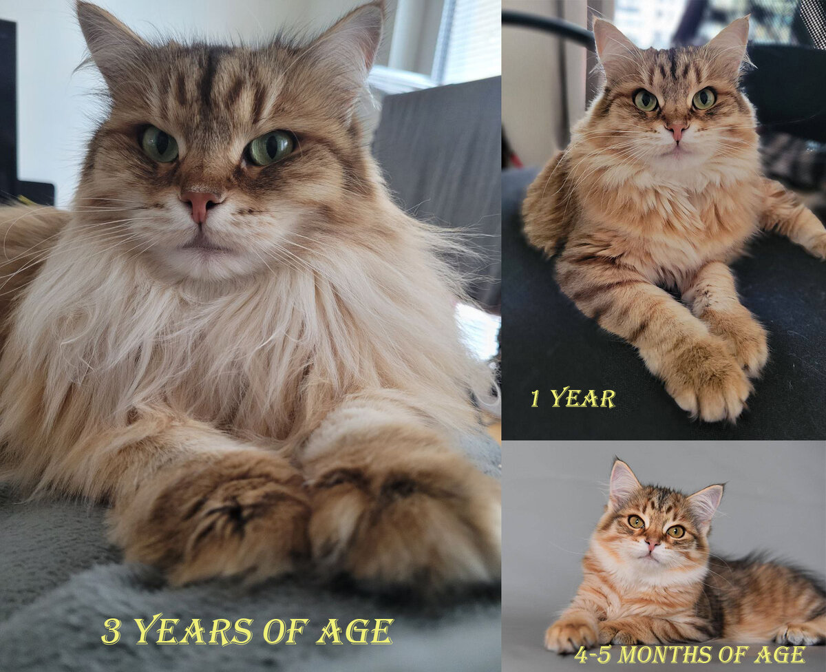 Qrasavitsa Vivalavita, окрас черный золотой пятнистый табби