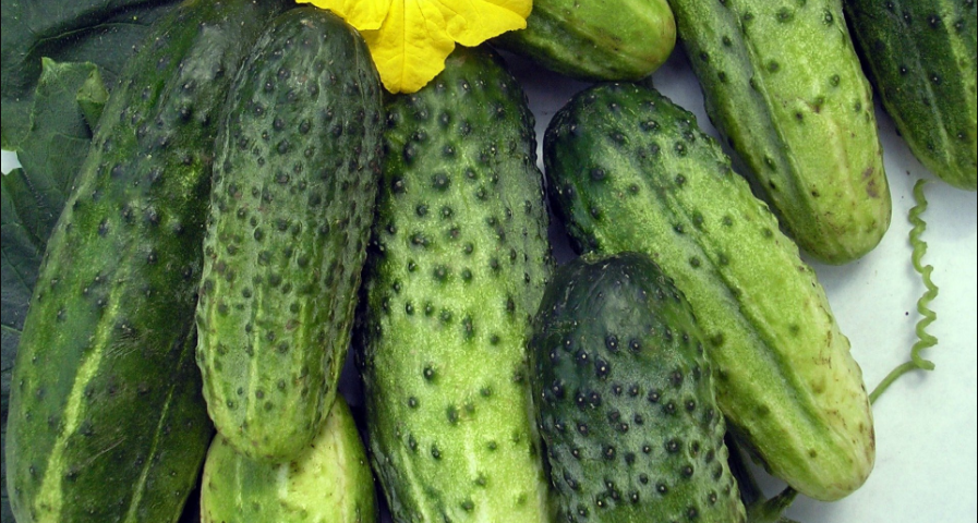 Гибрид "Чижик F1"