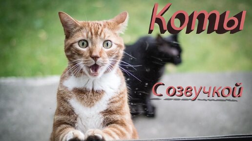 Приколы смешные озвучки. Приколы смешные озвучки. Приколы смешные озвучки. Приколы с кошками с озвучкой. Смешные видеоролики про животных с озвучкой.