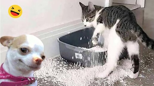 нарезка смешных видео. нарезка смешных видео. нарезка смешных моментов. прикольные ролики с алкашами. нарезка смешных видео.