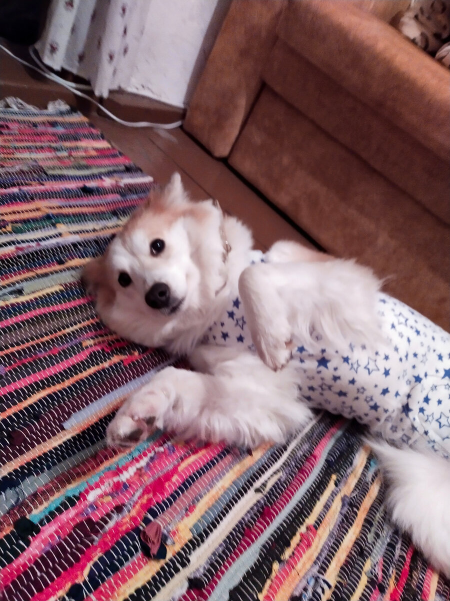 Только что кастрированная Сви Прямо перед сезоном " собачьих свадеб"