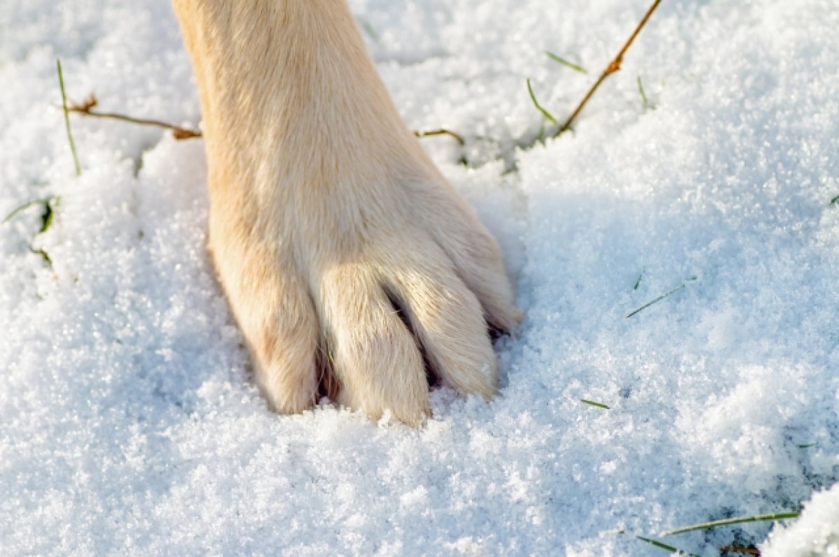    А недавно бездомные собаки напали даже на автомобиль.