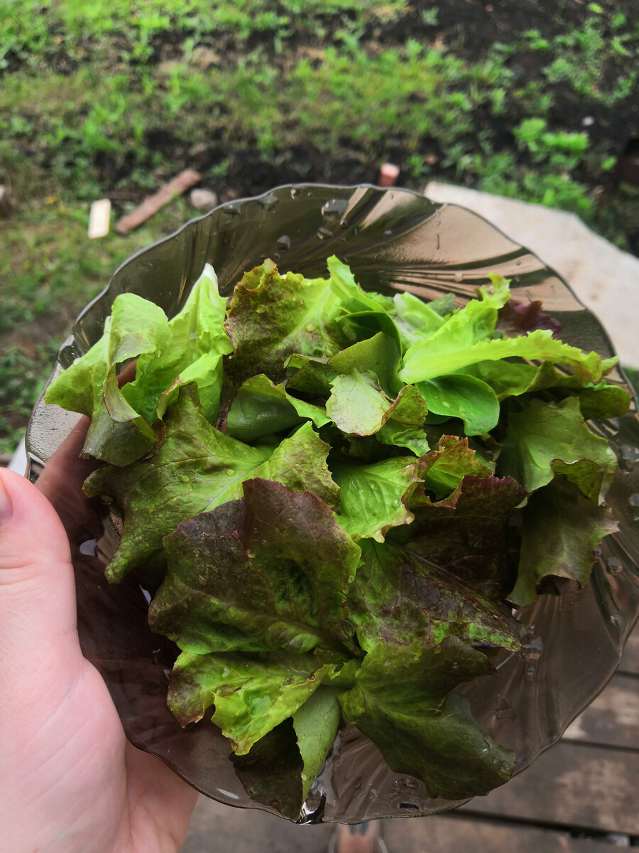 Со своего огорода 🌱