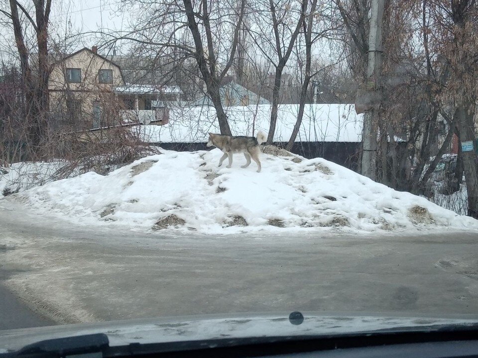    Фото из телеграм-канала управления экологии Воронежа Предоставлено