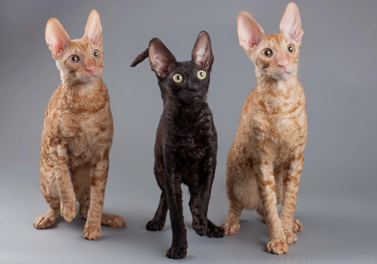 Рекс Корниш