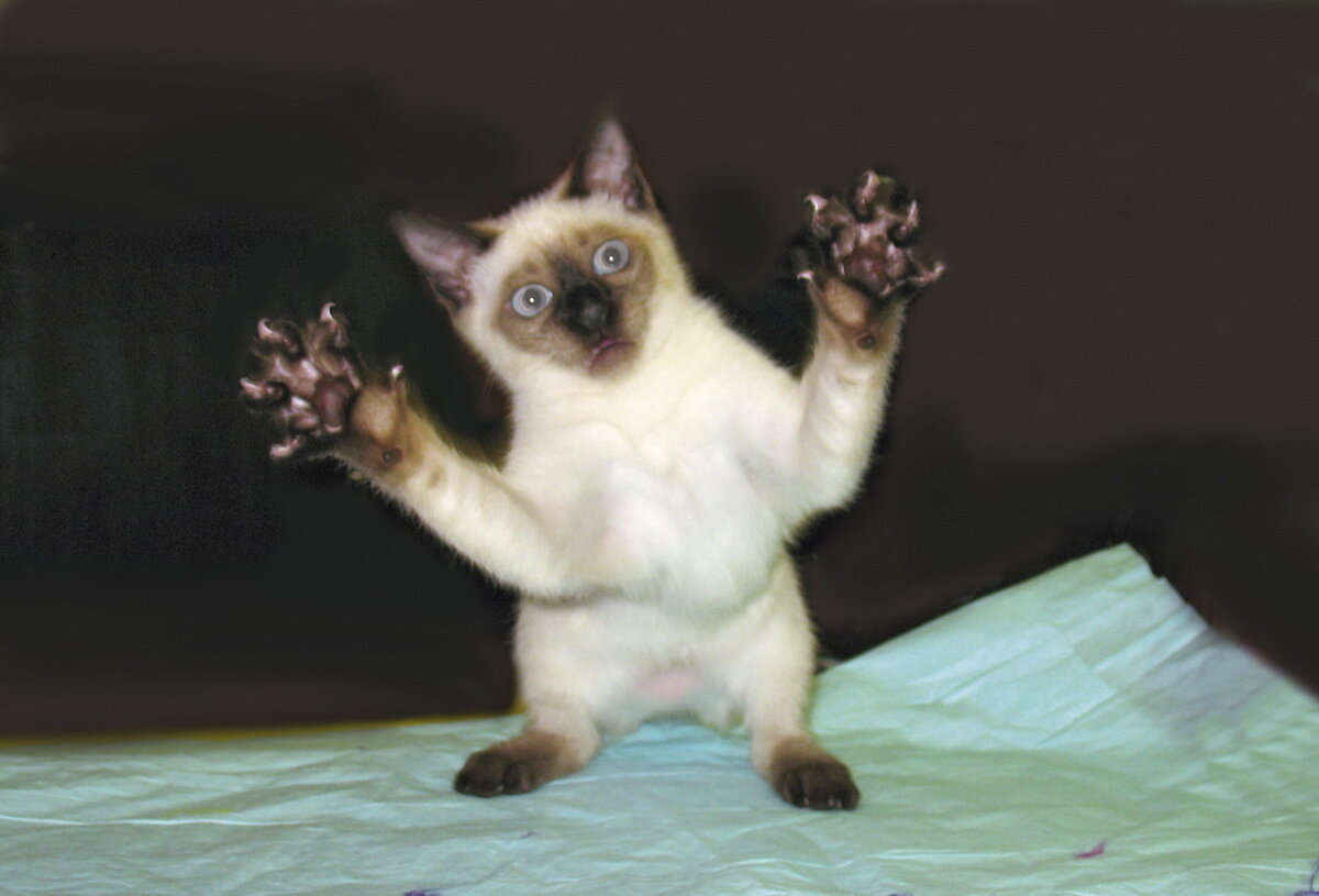 Я страшный-престрашный зверь, меня надо бояться! (фото Сергея Жаворонкова)