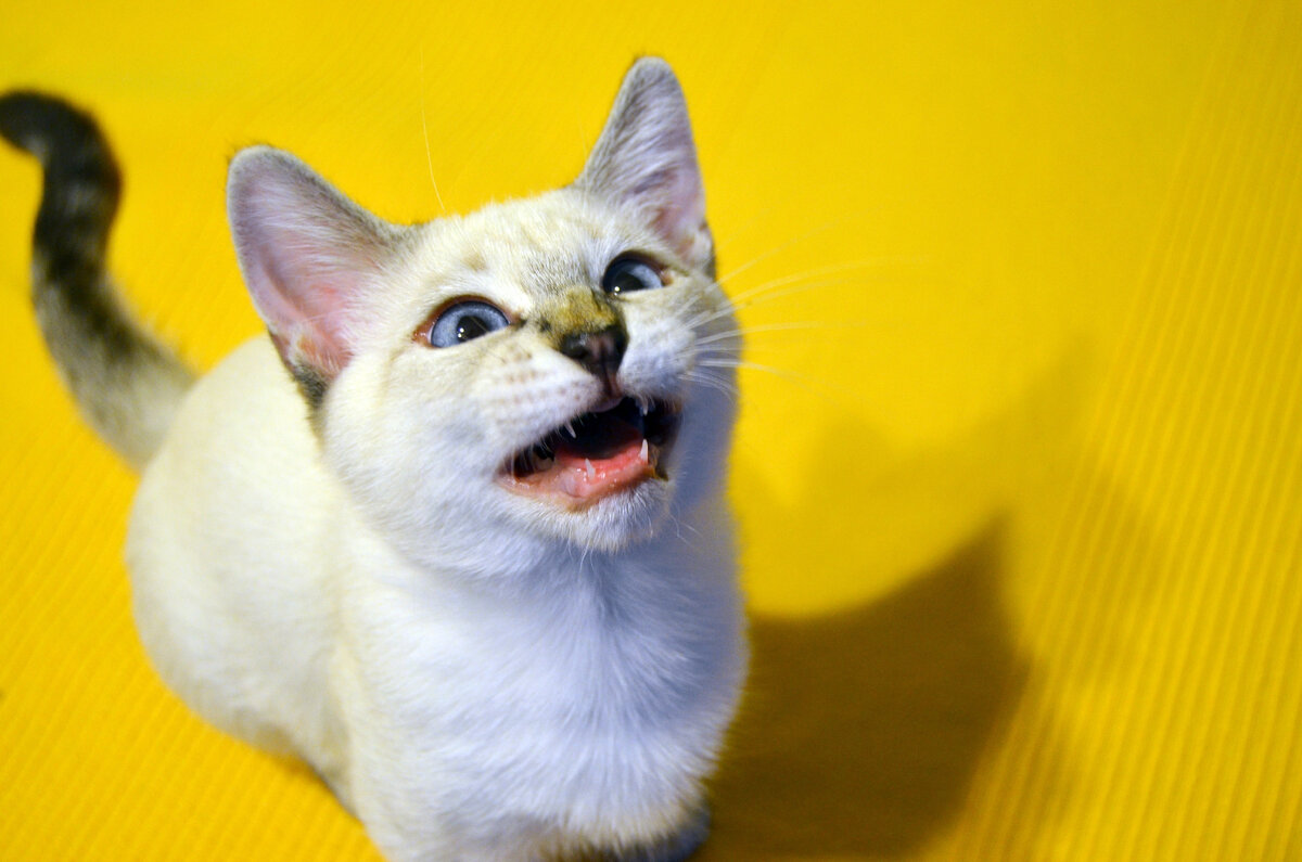 А вы не знали? Я буду вас охранять!