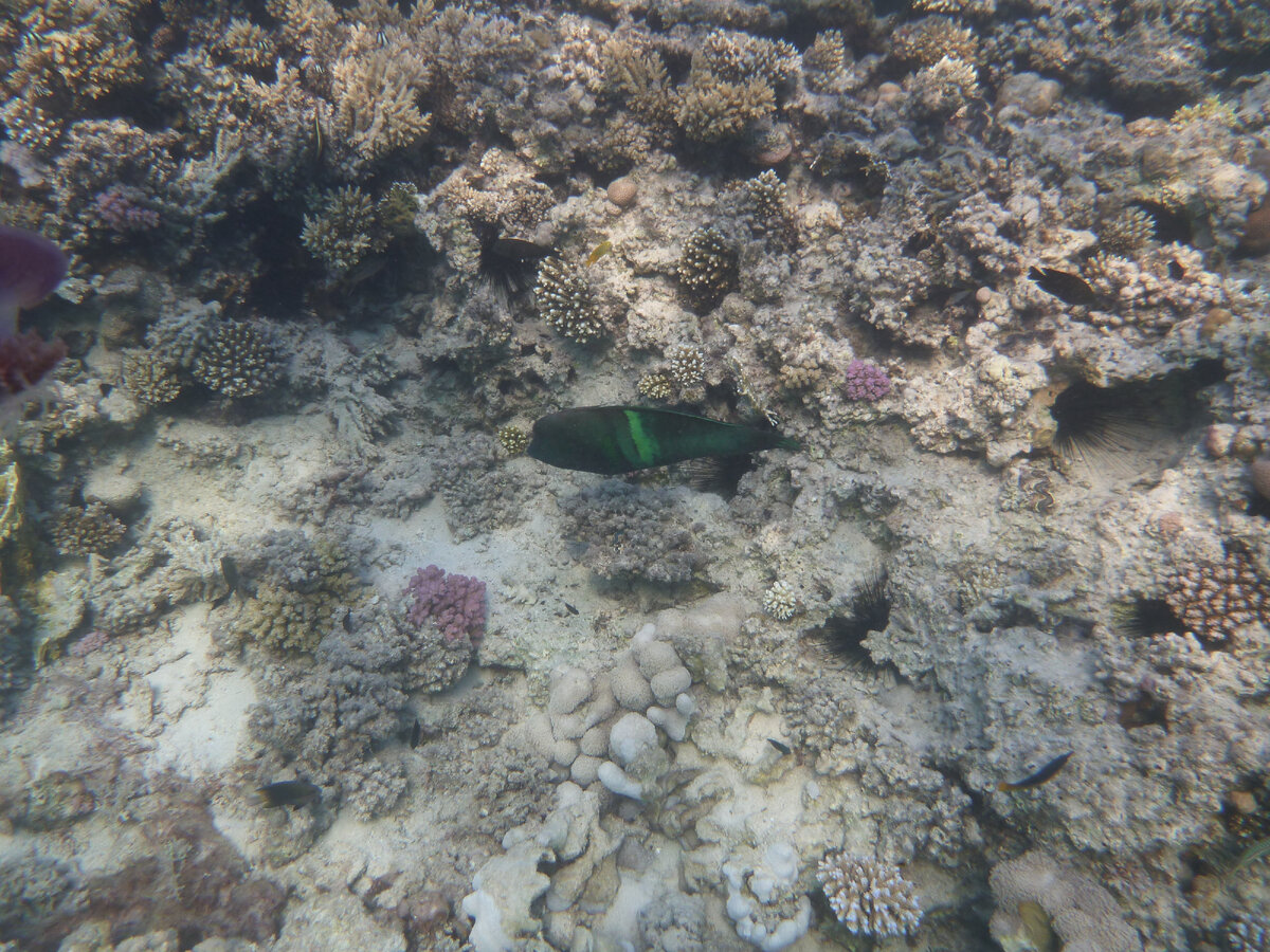 левые в россии. 1 декабря 2011 года. болотная революция 2012. 7 декабря 2011 года. 5 декабря 2011.