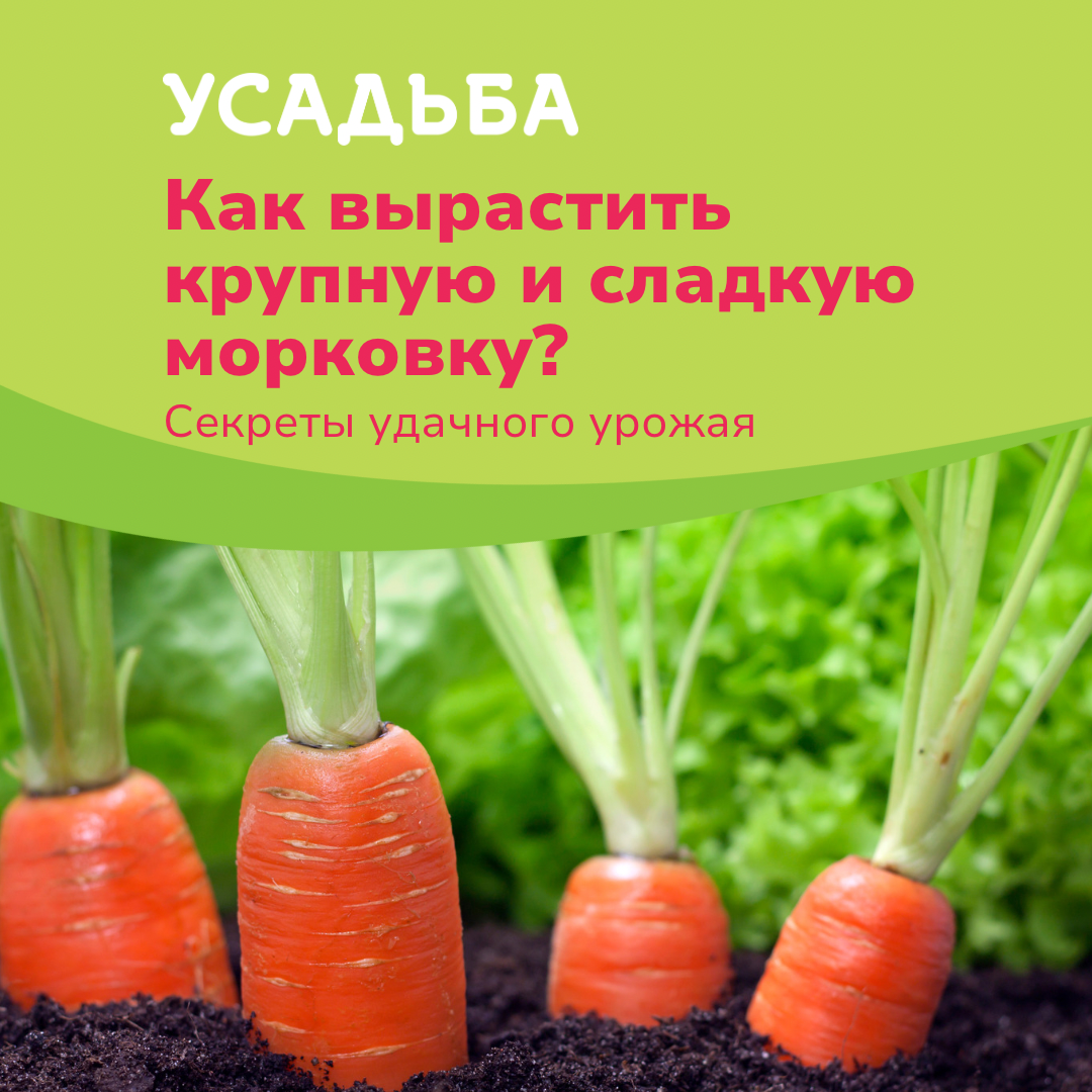 Сколько раз поливают морковь. Сорта моркови устойчивые к морковной мухе. полив моркови. хитрости полива огорода. сколько раз поливать морковь.