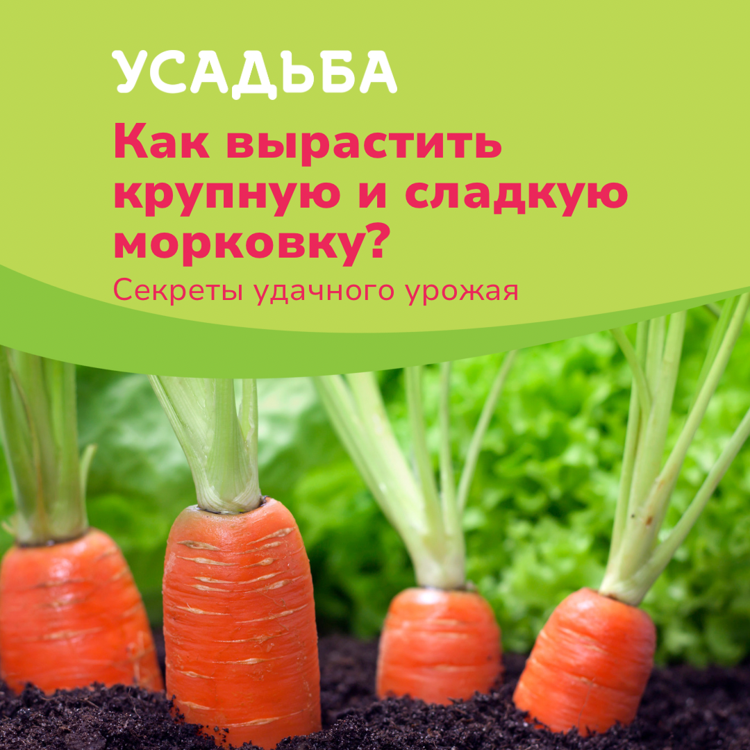 🥕🌱 Как вырастить крупную и сладкую морковку? | Усадьба-Семена | Дзен