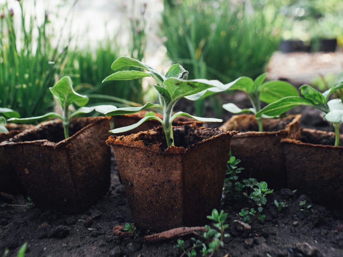 Генномодифицированные растения 