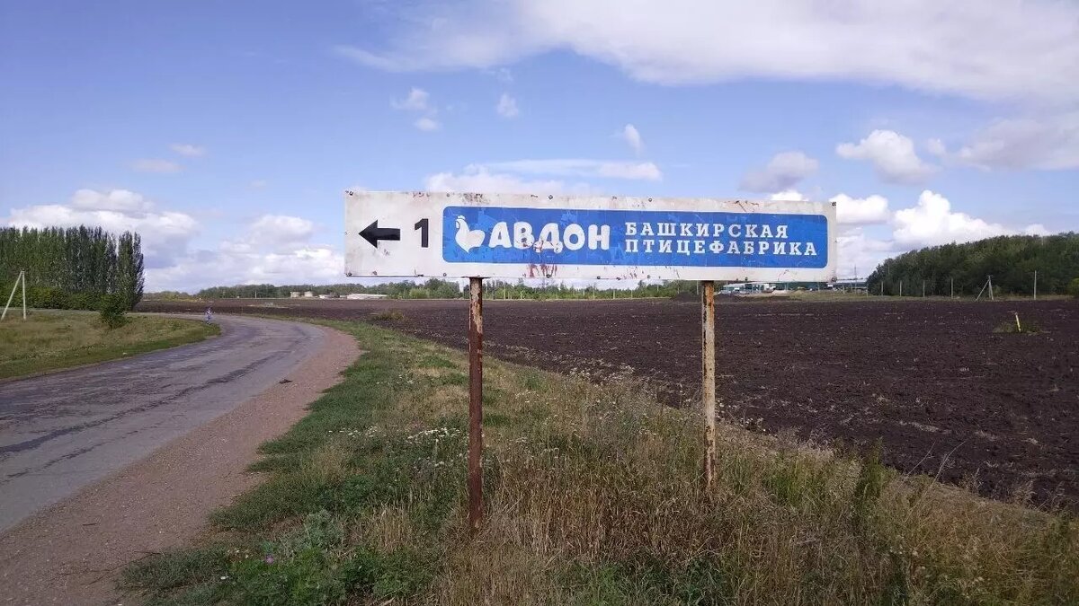     Первых яиц придётся ждать несколько месяцев.