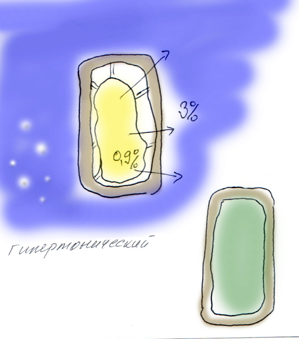 В растворе, где концентрация соли больше физиологической, происходит плазмолиз - клетка съежилась, а клеточная стенка стоит как стояла