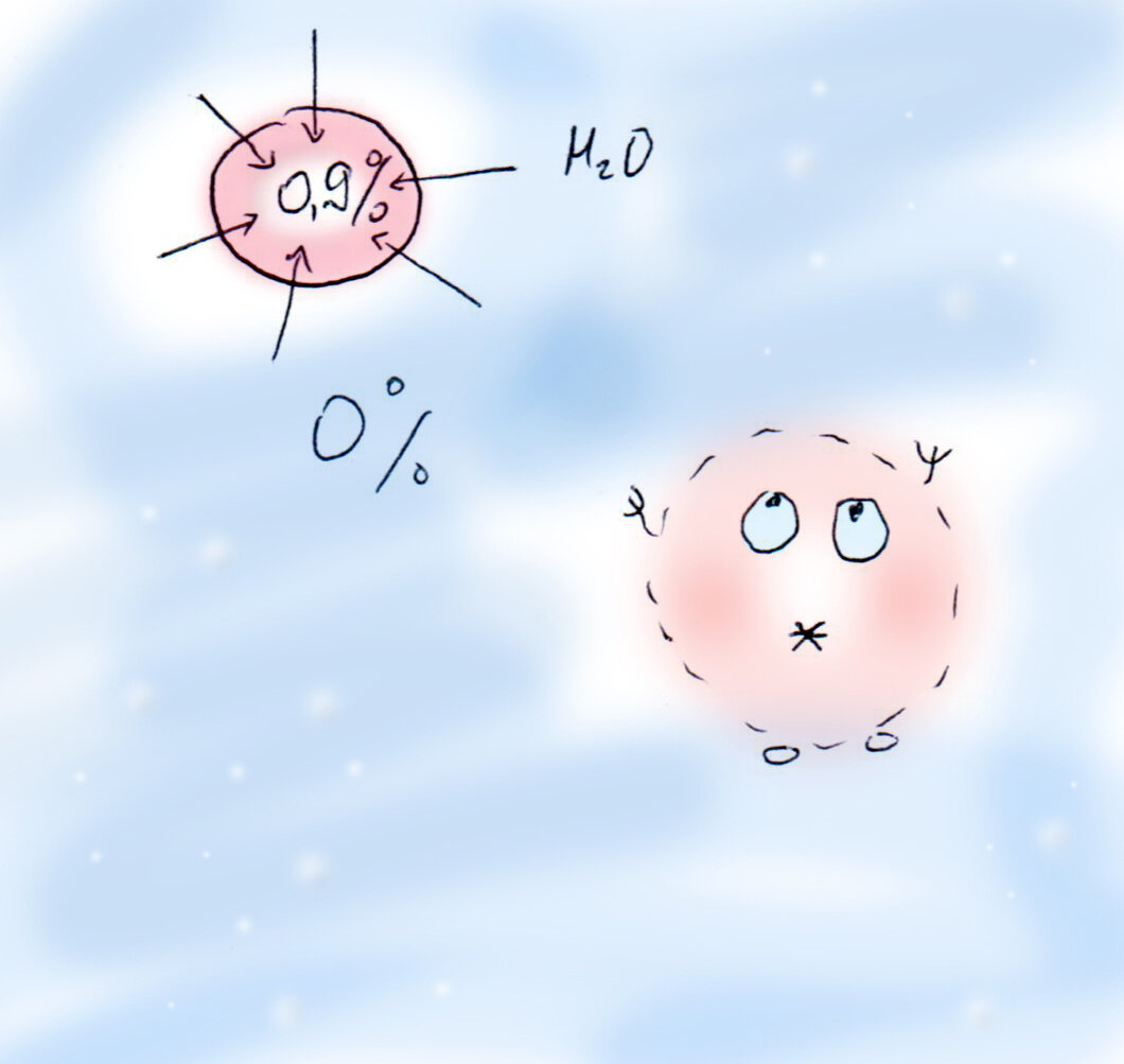 А эритроцит в таких условиях уже бы лопнул!