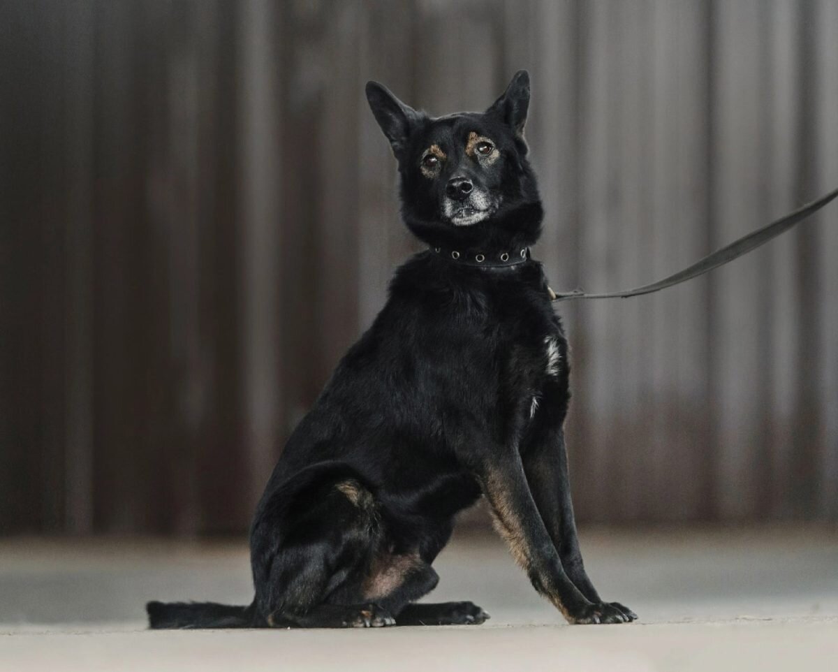    За два года на новом месте Колян из испуганного питомца превратился в доброго компаньона