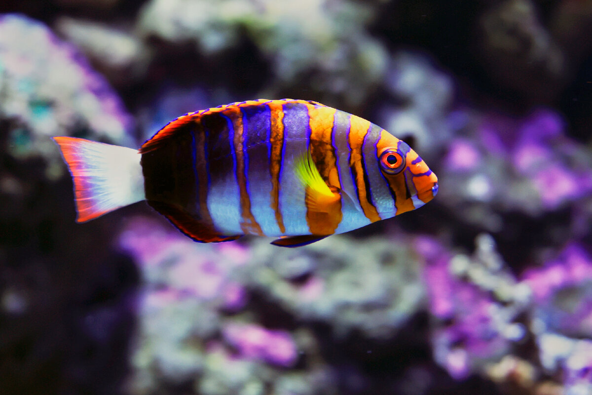 Картинка с бесплатного фотостока https://unsplash.com, автор David Clode