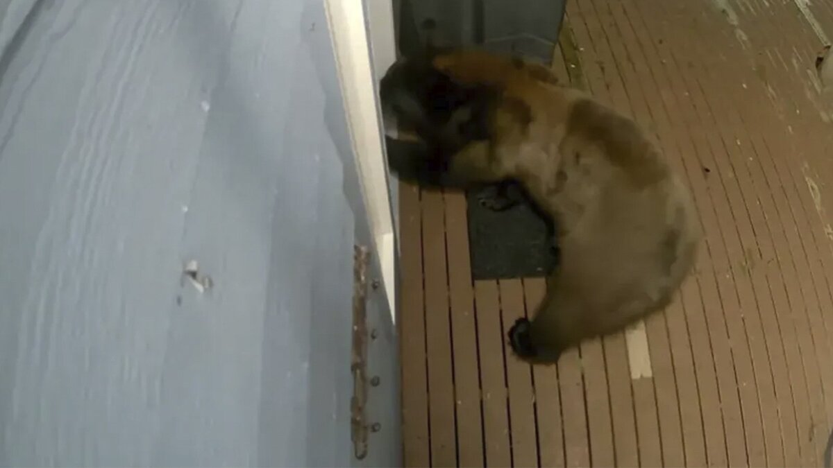 медведь женщина дом. красивая девушка с медведем. медведь женщина дом. фотосессия с медведем. фотосессия с медведем.