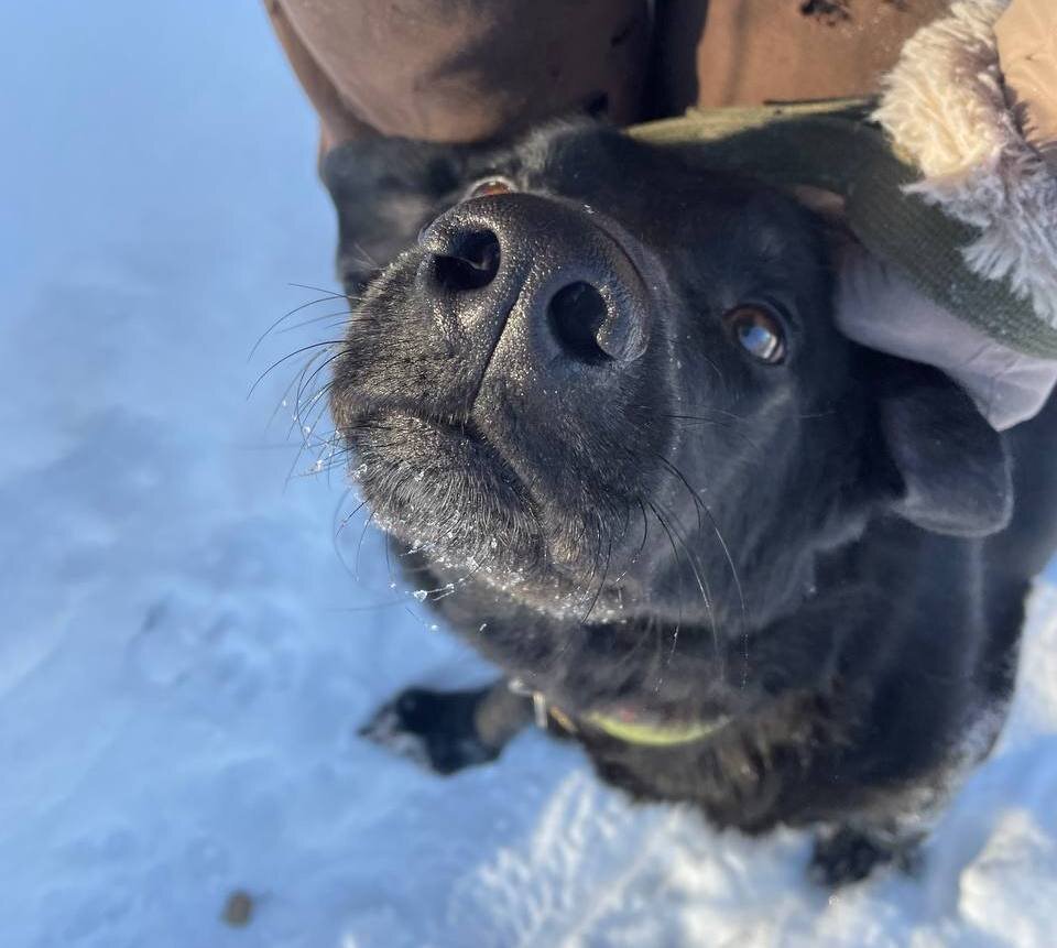 пёс и кот ветеринарная клиника. пёс и кот ветеринарная клиника. кот и пес ветеринарная клиника спб. кимры ветклиника кот и пес режим. ветлечебница пес и кот магадан.