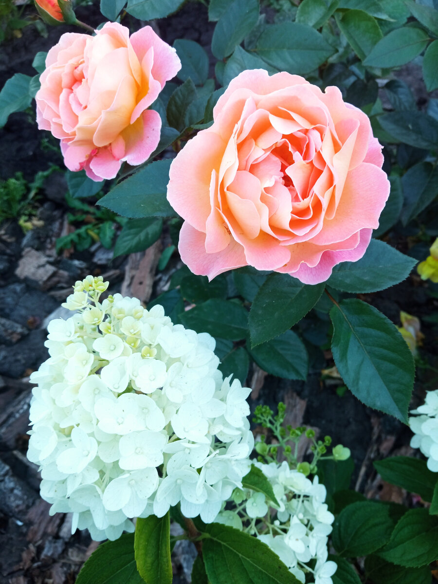 Роза Розмари Харкнесс.