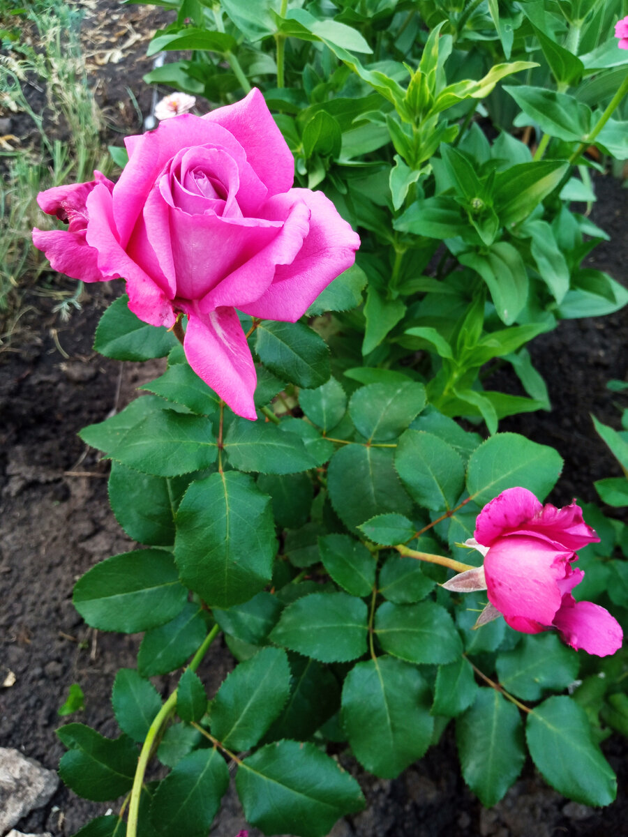 Клод Брассёр