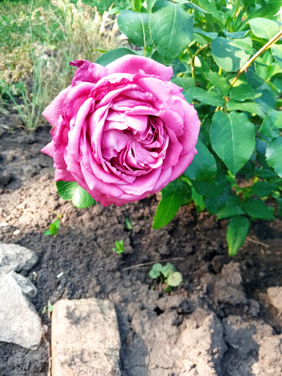 Клод Брассёр.