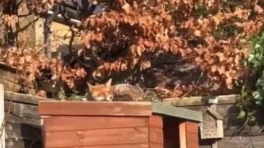 позитивные афоризмы. после тесный. позитивные высказывания. дохнет один маленький микроб. даже после небольшой улыбки в организме дохнет один маленький микроб.