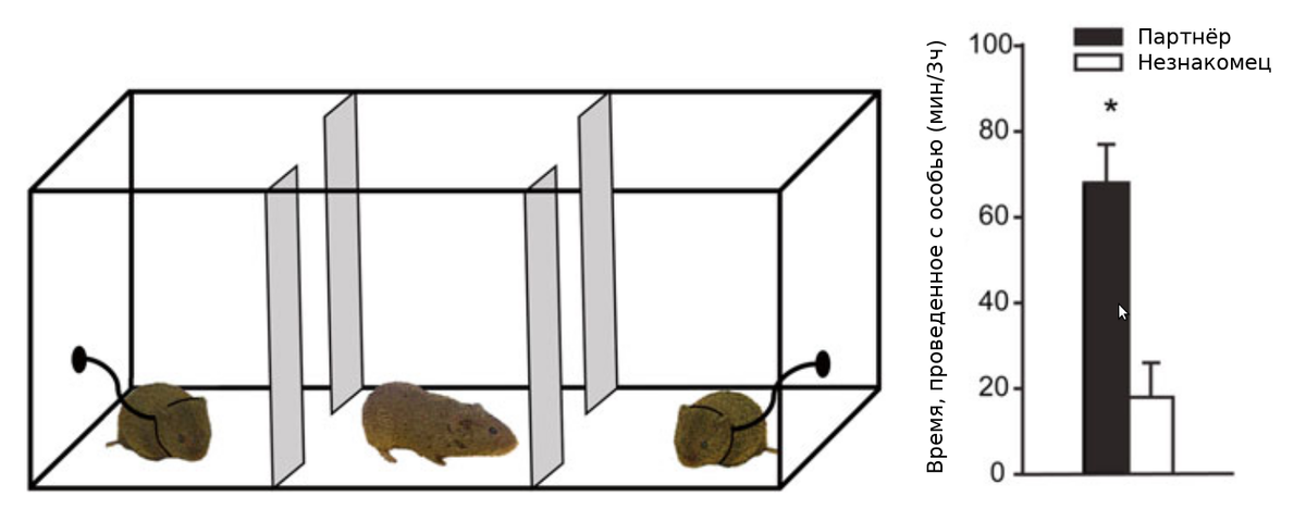 Тест на предпочтение партнера, или «трёхклеточный тест». Испытуемому животному дают возможность свободно перемещаться между тремя камерами, в двух из которых находятся другие особи, обычно это партнёр и незнакомец. Они привязаны к стенке клетки. Животное, тяготеющее к моногамии, будет проводить больше времени в непосредственном контакте со своим партнёром (с которым его до этого долго держали в одной клетке, чтобы они образовали пару), чем с незнакомцем. Тест длится три часа. Немоногамные животные не будут демонстрировать такой дисбаланс по времени, проведённом с чужаком и с животным, с которым его до этого долго держали вместе. Иллюстрация: Donaldson & Young, 2016