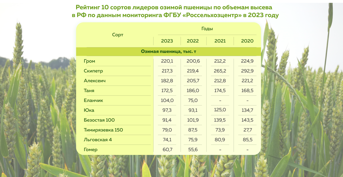 В 2023 году в рейтинге 10 - сортов лидеров озимой пшеницы по данным мониторинга ФГБУ «Россельхозцентр» первенство занял сорт Гром сместив на вторую позицию Скипетр.