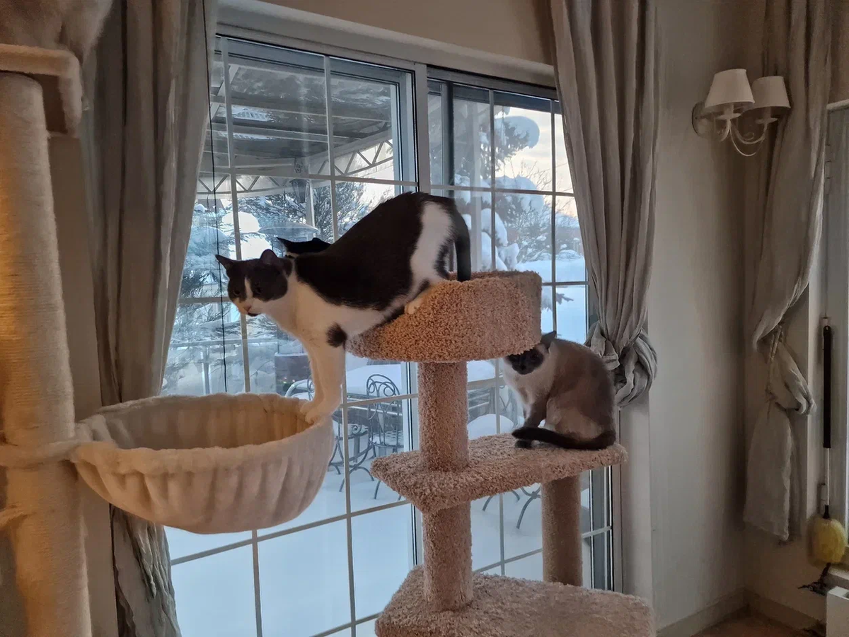 шторы на окно с эркером. том дом шторы. окно со шторами. выставка штор. дом ткани сыктывкар.