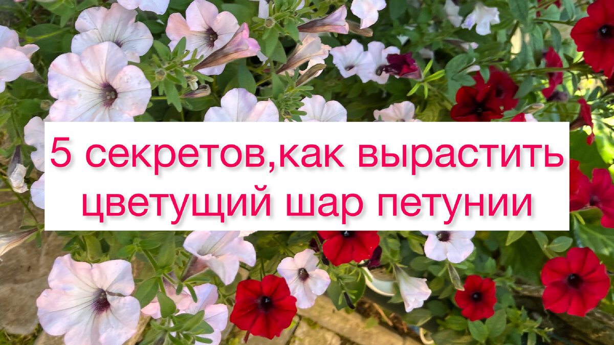 Петунии в моем саду 