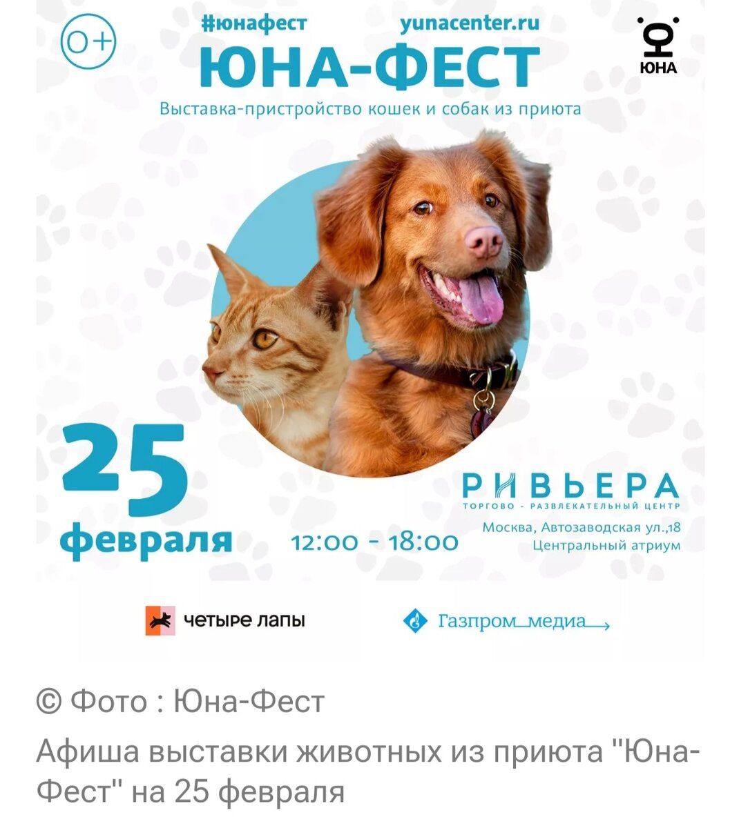 Выставка животных из приюта в г.Москва. | Amazing pets | Дзен