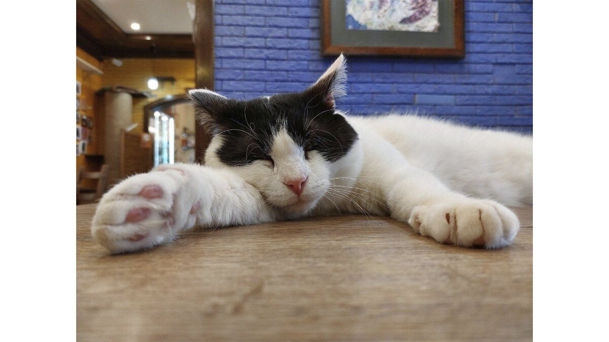 Спинка кошки на экг. Кошачья спинка. Рыжая кошка. Кошачья спинка на экг. Кот банзай.