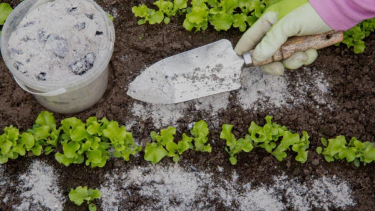    Золу рассыпают:iStockPhoto