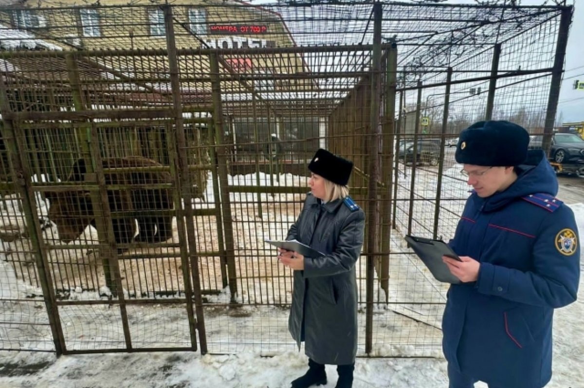    Какая судьба ждёт медведя Балу, пока неизвестно.