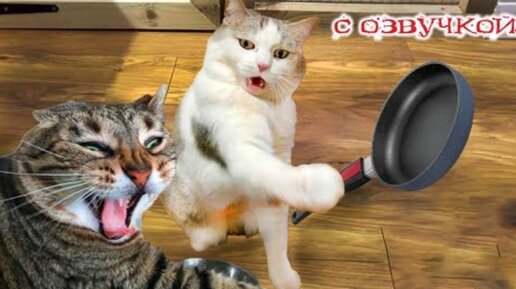 смешные коты с озвучкой. хозяйка ругает собаку смешное. смешные котики с озвучкой. коты с озвучкой до слёз. смешные ролики про зверей.