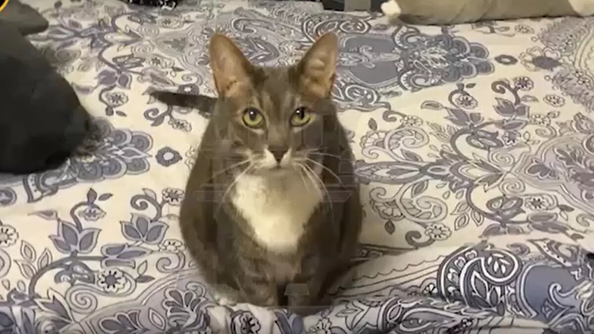     Москва, Северное Измайлово. Домашний кот Кузя помог 10-летнему мальчику выбраться из горящей квартиры. Это уже не первый раз, когда он проявил неподдельную заботу о хозяине.