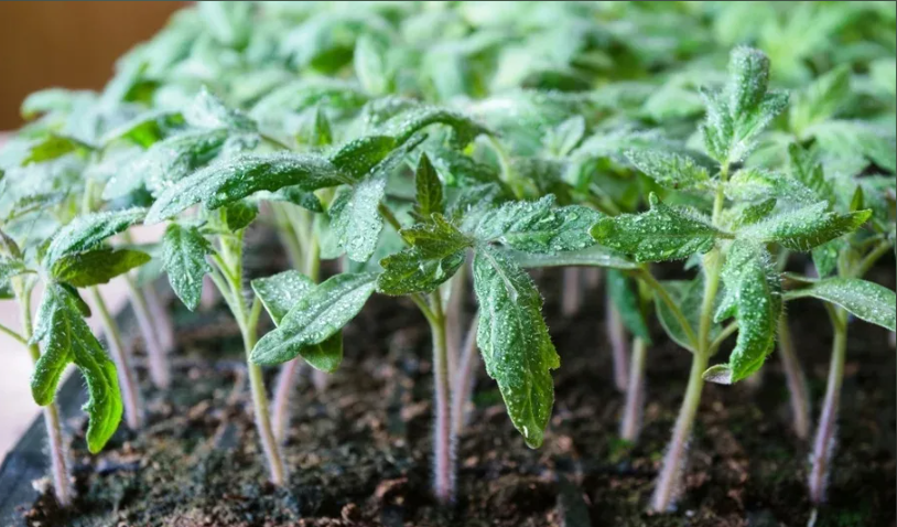 Почему рассада на тонкой ножке не выиграет забег. 4 условия для получения крепких растений с самого начала