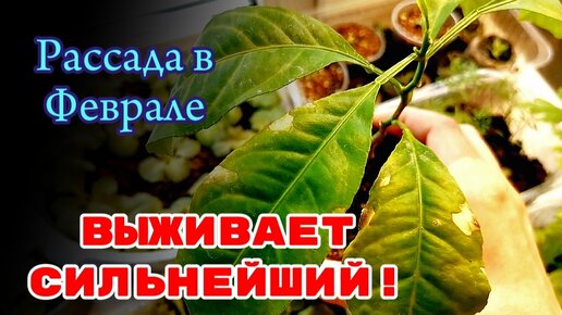 14 Февраля 24г. ОБЗОР рассады в Феврале.