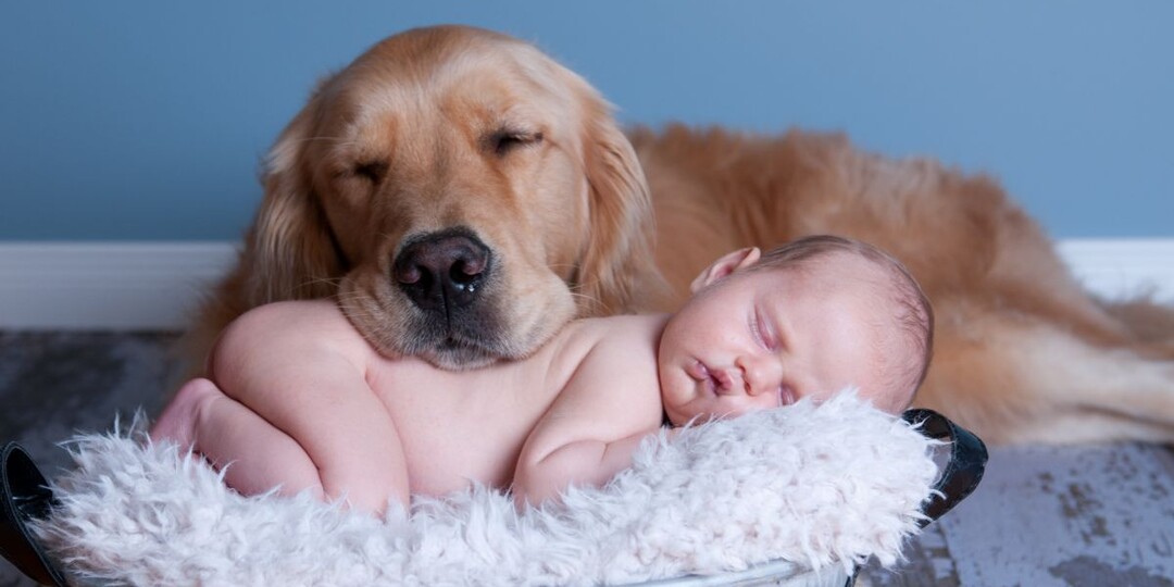 Почему собаки так нежны с детьми?