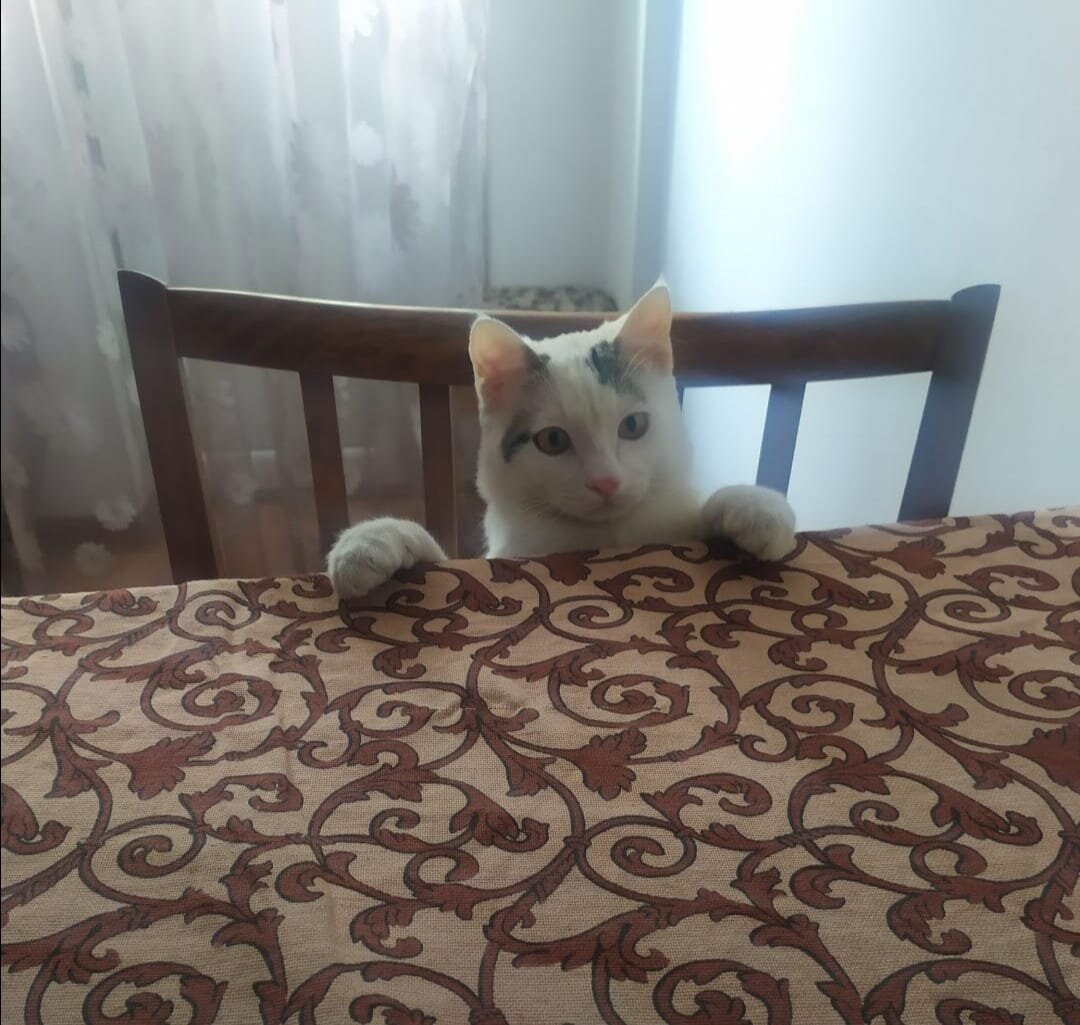 Кушать не подано почему-то....