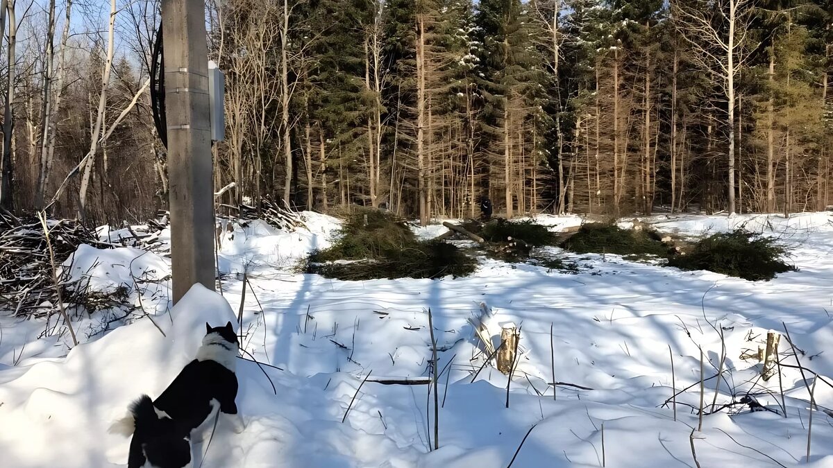     В деревне Жилино спилу подвергаются липы, ели, вязь и другие породы.
