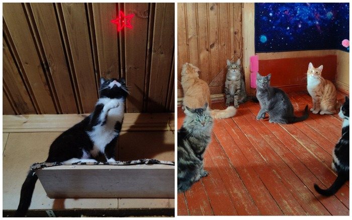 самого лучшего котика. пушистая кошка. порода тойгер. смешные котята. самого лучшего котика.