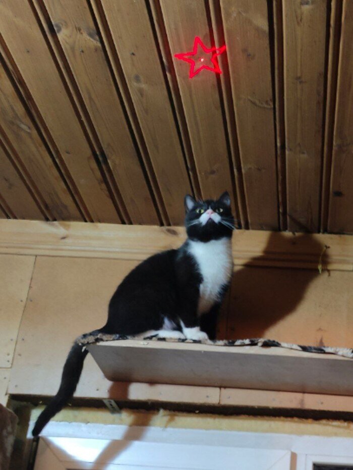 Крутые коты. Крутые коты. Крутые коты. Кот в кепке. Крутые кошечки.