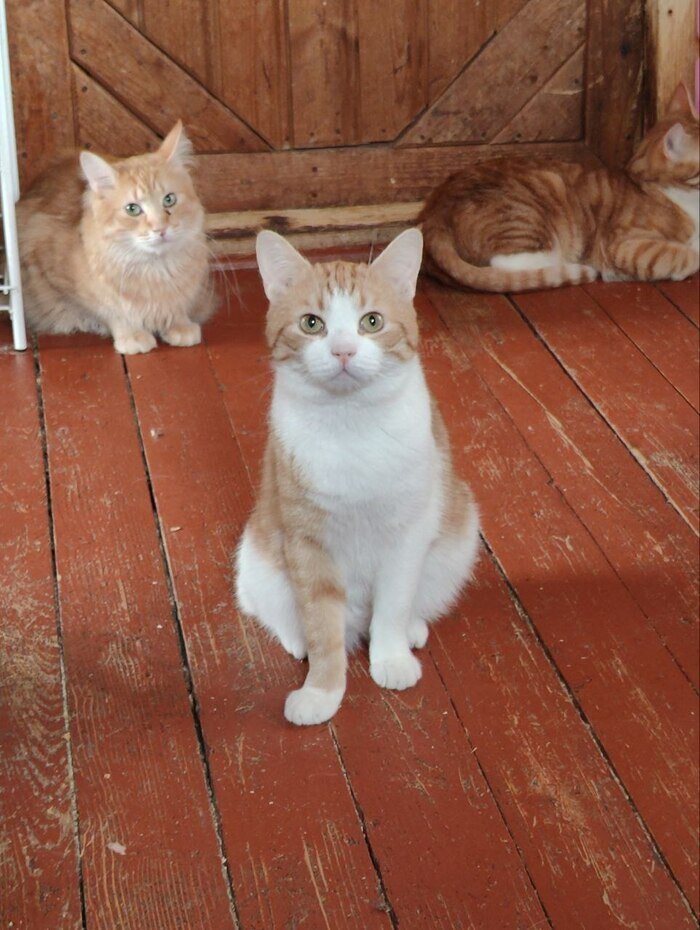 Породы кошек. Необычные расцветки котов. Котики смешные. Манчкин бенгал. Самый лучший кошачий.